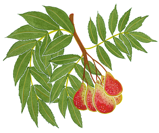 pia taccone fruits et legumes corniolo